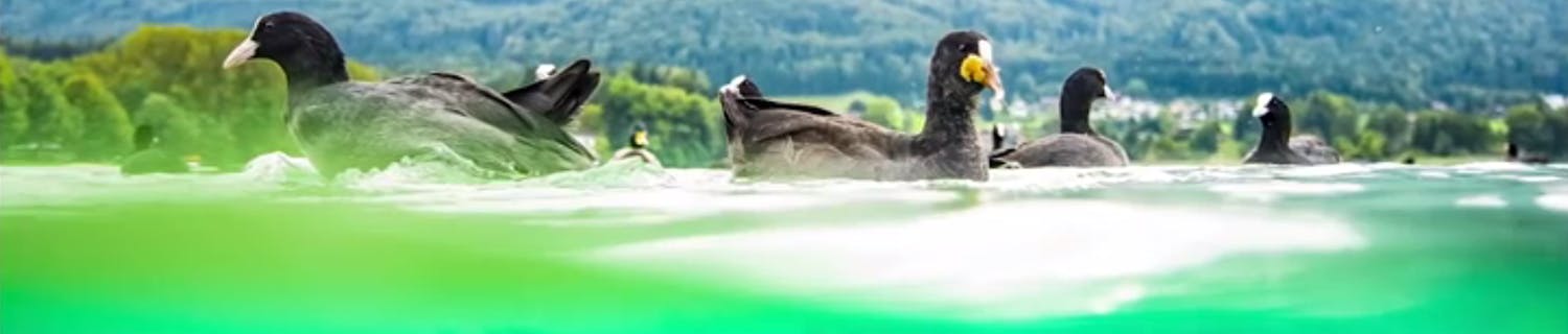 Över och under undervattesfotografering